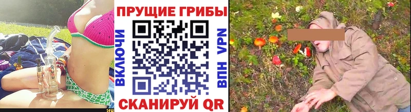 Псилоцибиновые грибы Psilocybine cubensis  Снежногорск 